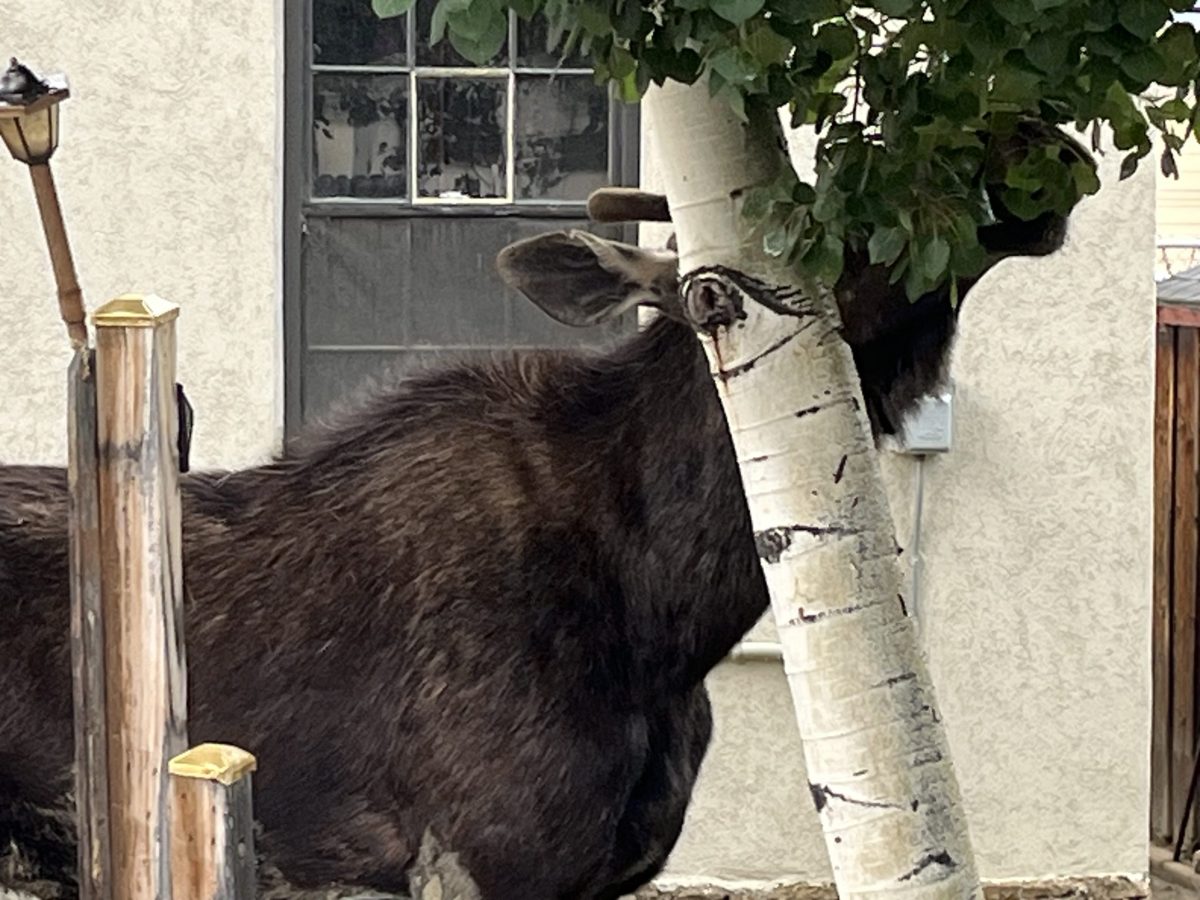 Moose on the loose in Idaho Springs