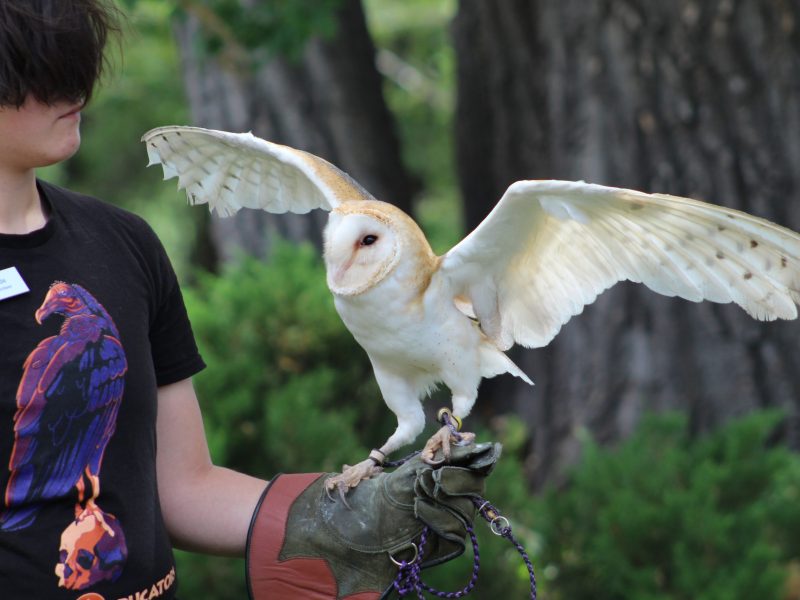 Comet the barn owl spreads his wings during the July 15 Nature's Educators Talon Talk at the Golden Library