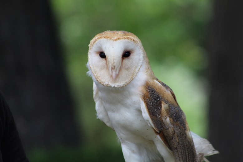 Comet the barn owl eyes the camera during the Nature's Educators Talon Talk July 15 at the Golden Library.
